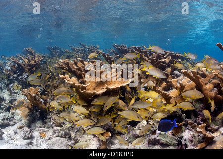 Ein gesunde Stand der Elkhorn Coral wimmelt nur so von Leben im Meer. Stockfoto