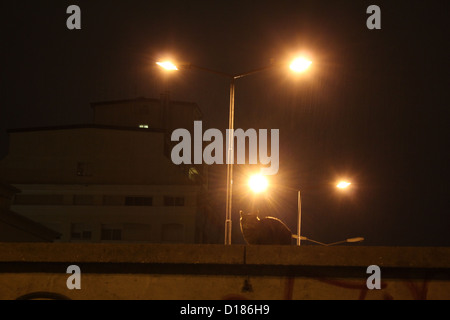 Katze auf Mauer bei Regen in der Nacht in der Stadt Stockfoto