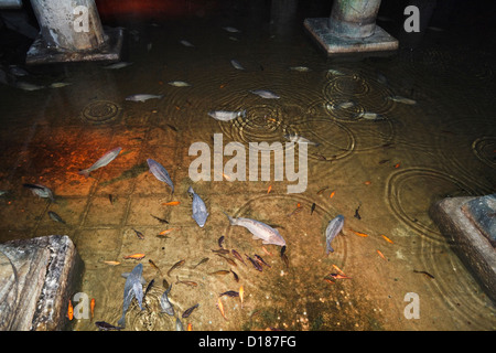 Türkei, Istanbul, die unterirdische Basilika-Zisterne von Justinian gebaut. Viele Arten von Fischen, die in der Zisterne live klares Wasser Stockfoto
