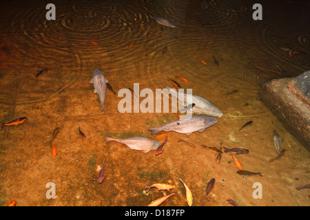 Türkei, Istanbul, die unterirdische Basilika-Zisterne von Justinian gebaut. Viele Arten von Fischen leben in den Spülkasten Vlear Gewässern Stockfoto