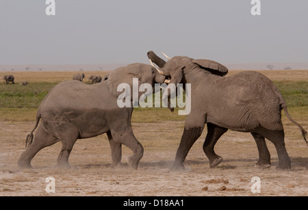 Zwei afrikanischen Elefantenbullen kämpfen Stockfoto