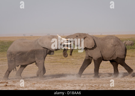 Zwei afrikanischen Elefantenbullen kämpfen Stockfoto