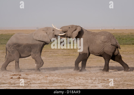 Zwei afrikanischen Elefantenbullen kämpfen Stockfoto