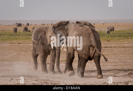 Zwei afrikanischen Elefantenbullen kämpfen Stockfoto