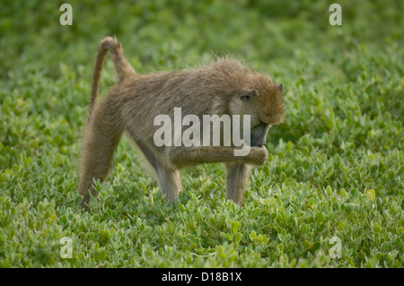Gelbe Pavian stehend auf Boden, Fütterung Stockfoto
