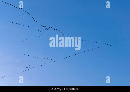 Vogelzug, mehr weiß – Blässgänse Gänse (Anser Albifrons) Stockfoto