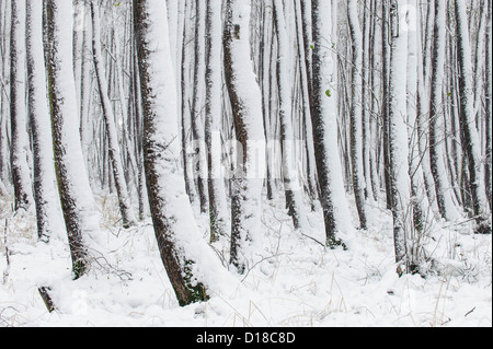 Winter-Silhouetten, Niedersachsen, Deutschland Stockfoto