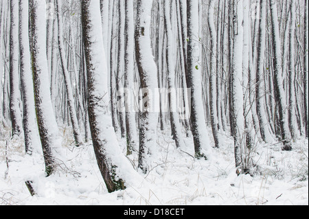 Winter-Silhouetten, Niedersachsen, Deutschland Stockfoto