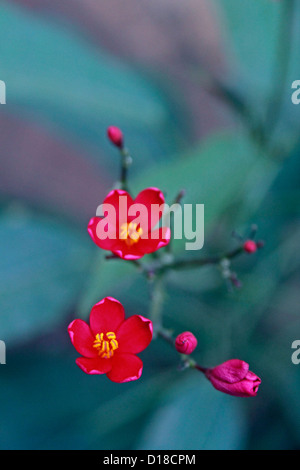Peregrina, würzige Jatropha, Jatropha integerrima Stockfoto