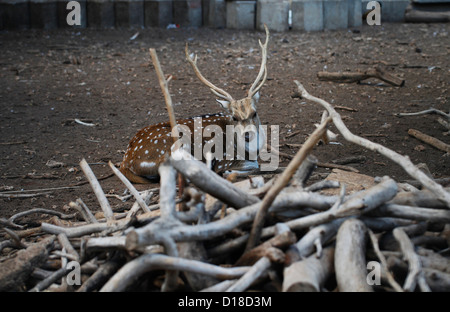 Eine gefleckte Rehe oder chital oder Cheetal (Achse-Achse) auch bekannt als chital Rotwild in einem zoologischen Park in Tel Aviv Israel Stockfoto