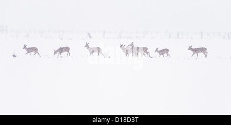 Zeile Reh (Capreolus Capreolus) auf Schnee bedeckt Feld, Niedersachsen, Deutschland Stockfoto