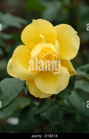 -Rosenblüten in Ooty Garten, Tamil Nadu, Indien Stockfoto