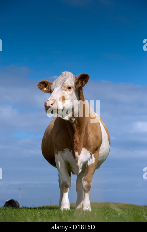 Simmentaler Rind Kuh auf der Weide vor blauem Himmel. Insel Tiree, Schottland. Stockfoto