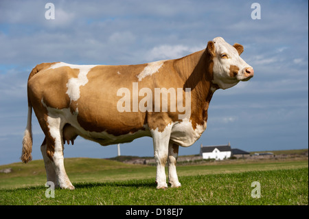 Simmentaler Rind Kuh auf der Weide gegen einen blauen Himmel und einem weiß lackierten Croft-Haus im Hintergrund. Insel Tiree, Schottland. Stockfoto