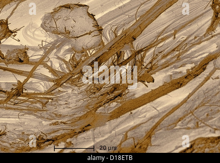 Scanning Electron Schliffbild von Asbest, 1000 x Stockfoto