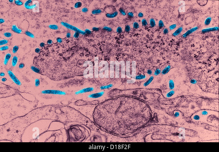 Transmission Electron Schliffbild des Ebola-virus Stockfoto