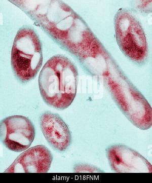 Elektron Schliffbild von Bacillus Anthracis Bakterien Stockfoto