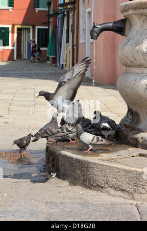 Tauben aktualisieren am Brunnen, Insel Burano Stockfoto