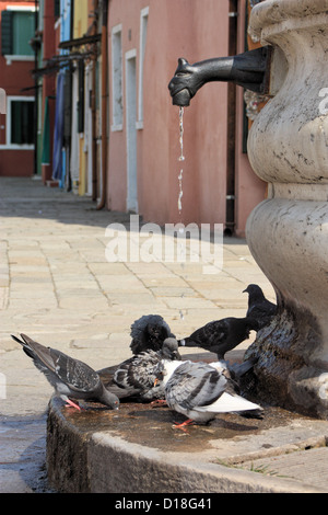 Tauben aktualisieren am Brunnen, Insel Burano Stockfoto