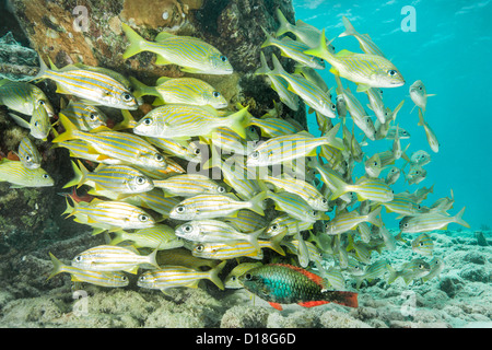 Fischschwarm im Unterwasser Riff Stockfoto