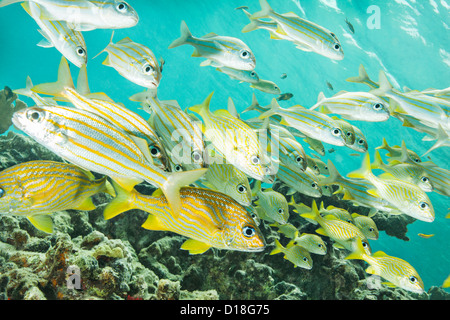 Fischschwarm im Unterwasser Riff Stockfoto