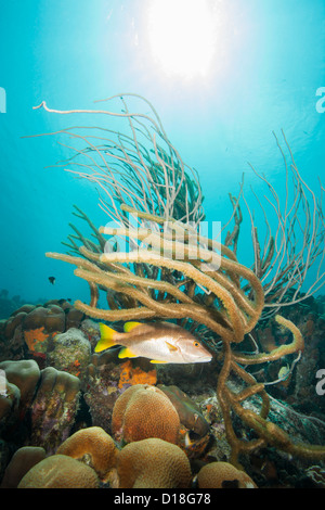 Fische und Pflanzen Leben im Unterwasser Riff Stockfoto