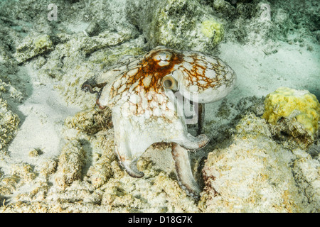 Schwimmen im Unterwasser Riff Oktopus Stockfoto