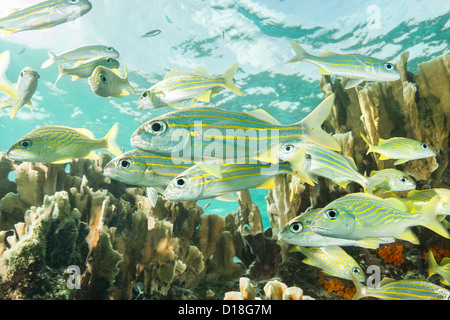 Fischschwarm im Unterwasser Riff Stockfoto