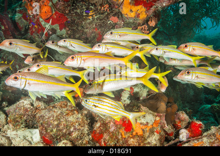 Fischschwarm im Unterwasser Riff Stockfoto