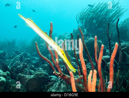 Trumpetfish am Unterwasser Riff Stockfoto