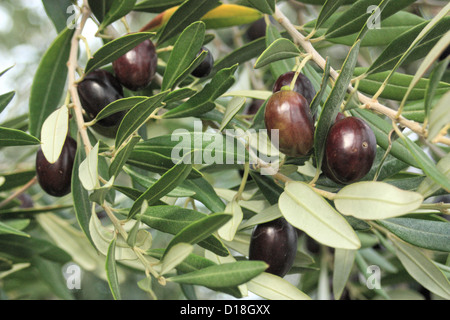 Oliven und Blätter auf einem Ast Stockfoto