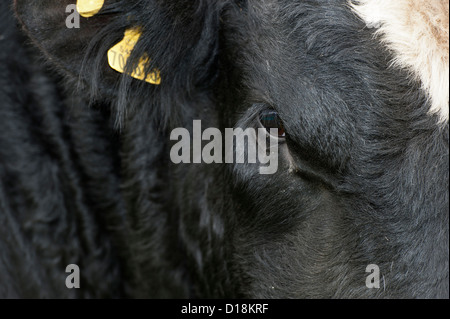 Nahaufnahme von der Augen- und Gesichtsschutz eines schwarzen und weißen Rindfleisch Bullen. Stockfoto