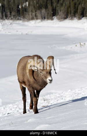 Bighorn Schafe Ram auf Nahrungssuche im Schnee Stockfoto