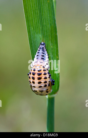 Marienkäfer im Puppenstadium (Coccinellidae) hängen vom Blatt Stockfoto