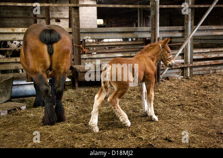 Fohlen und Stute belgische Entwurf Pferd / belgischen Heavy Horse / Brabançon / Brabant in Stall, Belgien Stockfoto