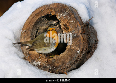 Rotkehlchen (Erithacus Rubecula) auf der Suche nach Nahrung in hohlen Baum im Schnee im winter Stockfoto