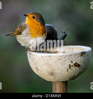 Rotkehlchen (Erithacus Rubecula) am Futterhaus im Garten im winter Stockfoto