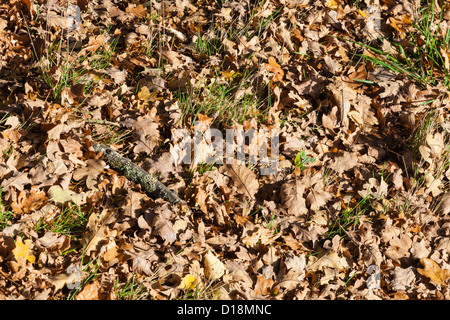 Gefallenen Eichenlaub auf Tunbridge Wells üblich, Tunbridge Wells, Kent, UK Stockfoto