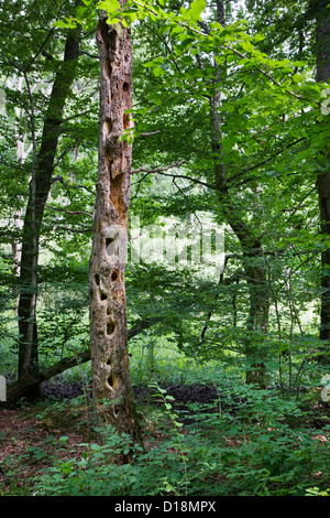 Toten Baumstamm im Wald von gesäumt, große Löcher von Specht durchsetzt Stockfoto