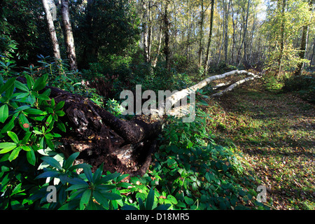 Gefallenen Birkenbaum mit herbstlichen Farben (Betula Pendel) Stockfoto