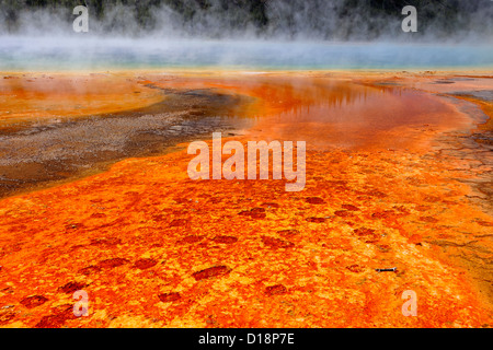 Midway Geyser Basin-Algen Kolonien bei Grand Bildobjekte Spring, Yellowstone-Nationalpark, Wyoming, USA Stockfoto