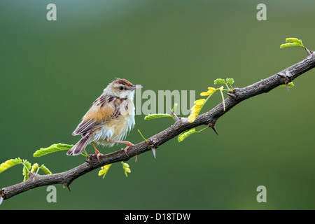 Drolligen Cistensänger oder gestreift Fantail Warbler (Cistensänger kommt) Stockfoto