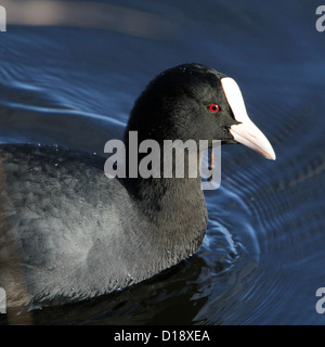 Enge Porträt des eurasischen Blässhuhn (Fulica Atra) Stockfoto