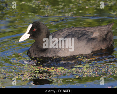 Enge und detaillierte Porträt des eurasischen Blässhuhn (Fulica Atra) schwimmen inmitten von Wasserlinsen Stockfoto