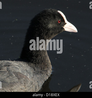 Enge und detaillierte Porträt des eurasischen Blässhuhn (Fulica Atra) Stockfoto