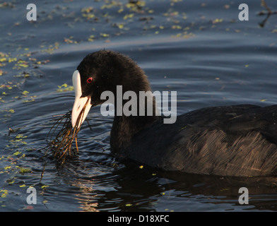 Enge und detaillierte Porträt des eurasischen Blässhuhn (Fulica Atra) inmitten von Wasserlinsen auf Nahrungssuche Stockfoto