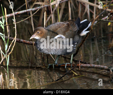 Juvenile Teichhühner (Gallinula Chloropus) stehend auf einem Ast in der Nähe von Wasser Stockfoto