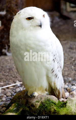 Snowy Eule, Bubo Scandiacus, eine große Eule in den Norden von Amerika, Asien und Europa leben. Stockfoto