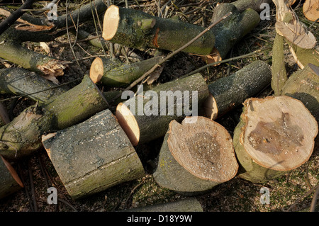 Protokolle von einem frisch geschnittenen Baum. Stockfoto