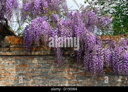 Riviera del Brenta, Veneto, Italien: eine Wisteria an der Wand einer venezianischen Villa von 1700. Stockfoto